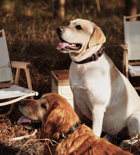 Dog Collar, Genuine Leather Dog Collar, Heavy Duty Dog Collar, Wide Dog Collar for Small Dog, Medium Dog, Large Dog and Extra Large Dog (M: 1" Wide for 15.2"-19.2" Neck, Dual Stitch - Brown)